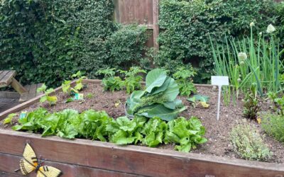 Harvest time at Marsh Lane